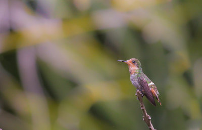 Frilled Coquette