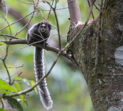 Marmoset