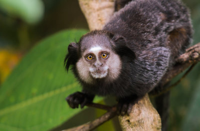 Marmoset