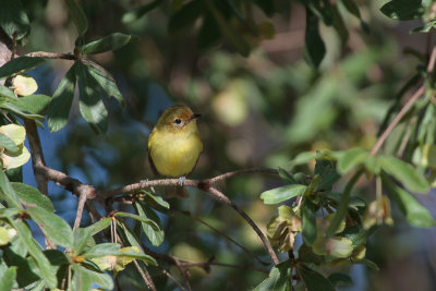 Minas Gerais Tyrannulet