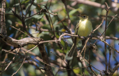 Minas Gerais Tyrannulet