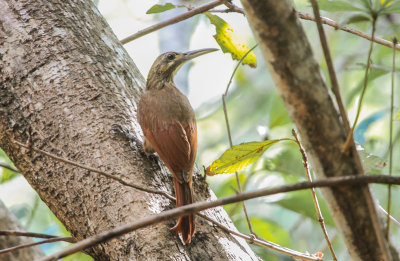 Moustached Woodcreeper