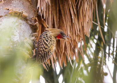 Ochre-backed Woodpecker