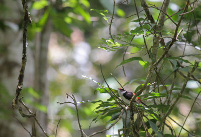 Pin-tailed Manakin