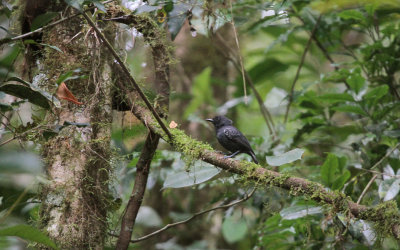 Plumbeous Antvireo