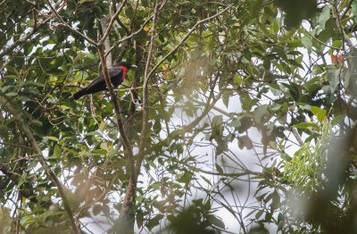 Red-ruffed Fruitcrow