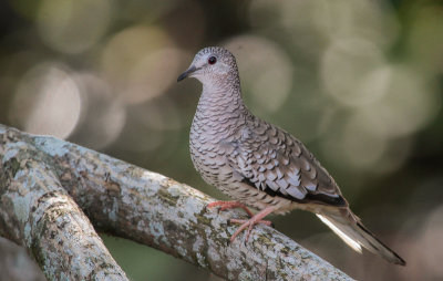 Scaled Dove