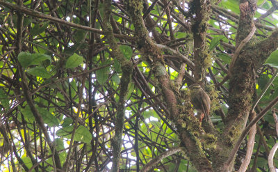 Serra do Lontras Treehunter