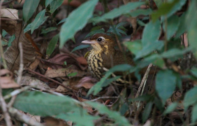 Short-tailed Antthrush