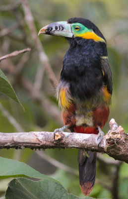 Spot-billed Toucanet