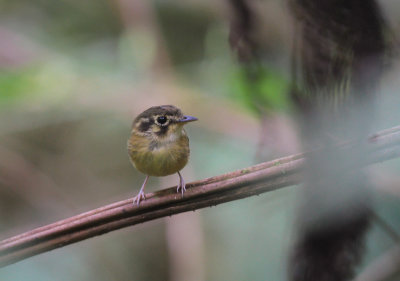 White-throated Spadebill