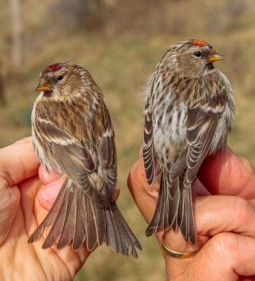 Links: Kleine Barmsijs, rechts: Grote Barmsijs