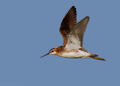 Wilson's Phalarope