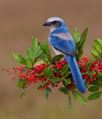 Florida Scrub-Jay