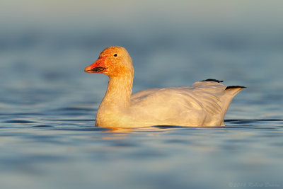 Snow Goose