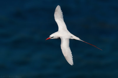 Red-tailed Tropicbird