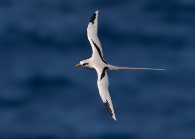 White-tailed Tropicbird