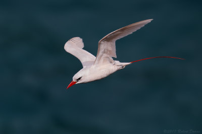 Red-tailed Tropicbird 