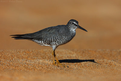 Wandering Tattler