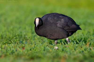 Hawaiian Coot