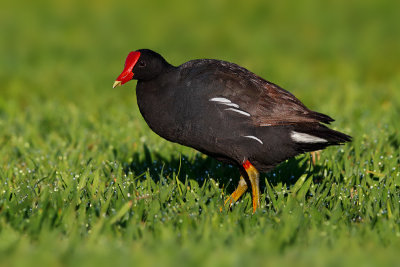 Hawaiian Common Gallinule