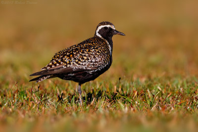 Pacific Golden-Plover