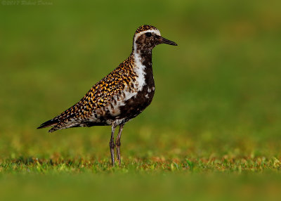 Pacific Golden-Plover