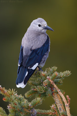 Clark's Nutcracker