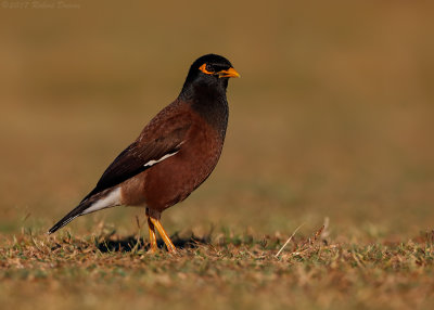 Common Myna