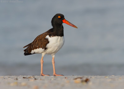 2015 Bird Photos