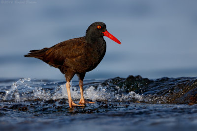 Black Oystercatcher