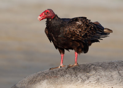 Turkey Vulture