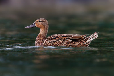 Hawaiian Duck