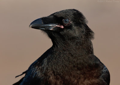 Common Raven