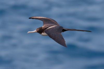 Great Frigatebird