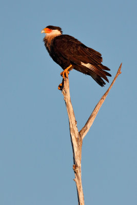 Crested Caracara