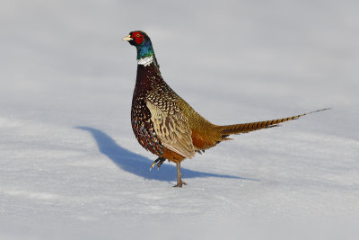 Ring-necked Pheasant