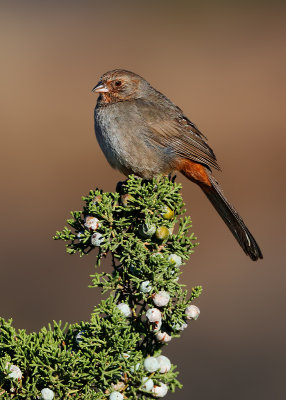 California Towhee