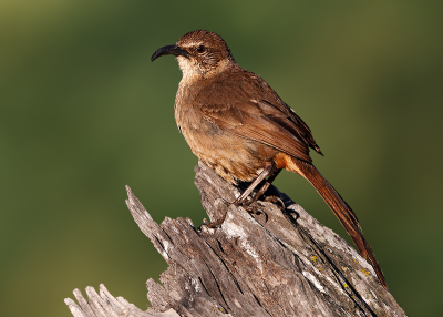 California Thrasher