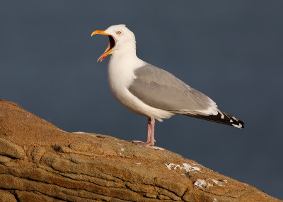 Herring Gull