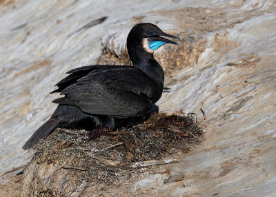 Brandt's Cormorant