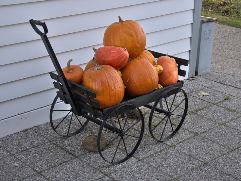 A load of pumpkins