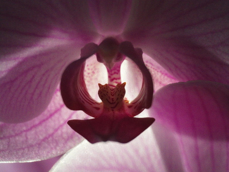 Orchid close up