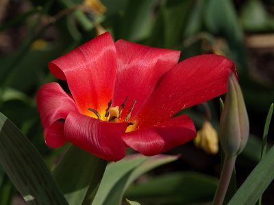 Tulip