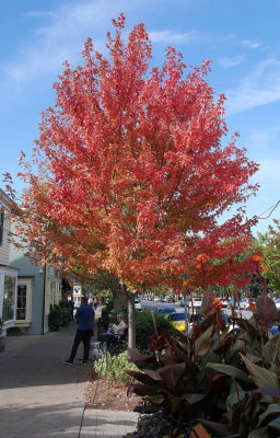 Autumn Colours