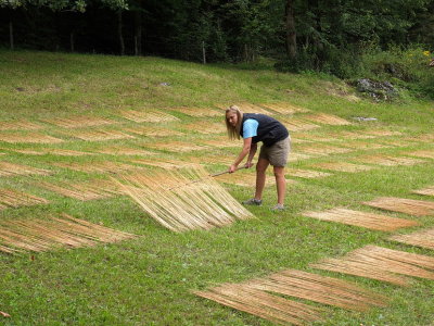 Drying material for basketmaking