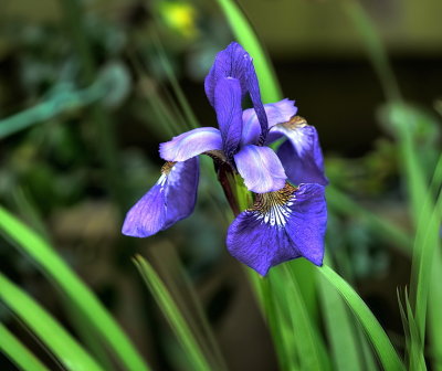 Iris