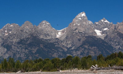 Bald Eagle and the Tetons