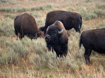 Bison in Hayden Valley