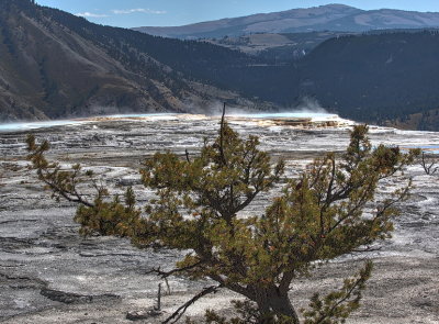 Towards Canary Spring